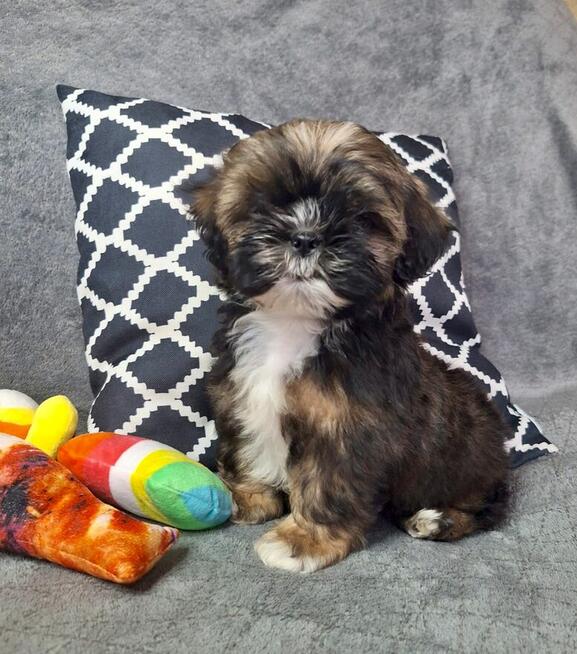 ShihTzu chłopczyk Gringo