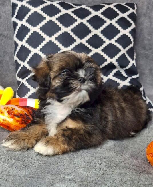 ShihTzu chłopczyk Gringo