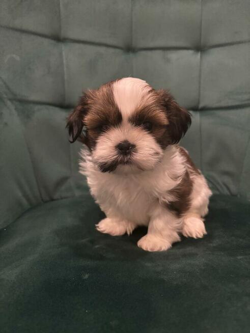 Szczeniaczek shih tzu