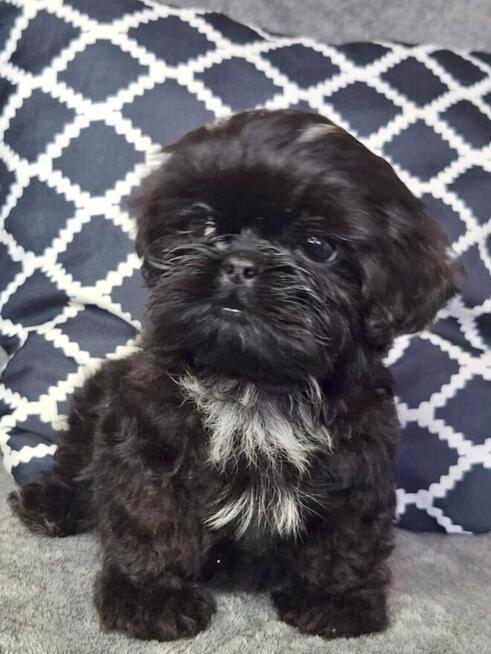 ShihTzu piesek Gotan
