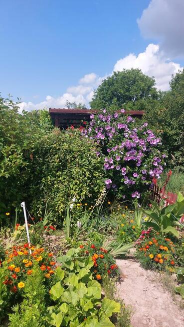 Dzialka rekreacyjno-rolna 5 arowa