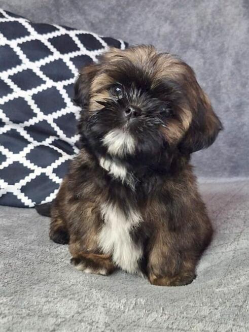 ShihTzu piesek Gabor