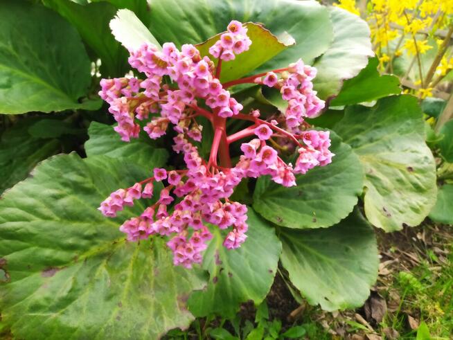 Na sprzedaż działka ROD GRODZIEC BĘDZIN