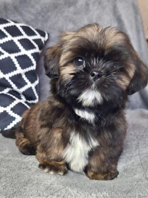 ShihTzu piesek Gabor
