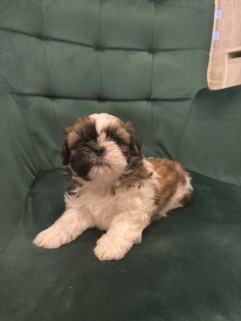 Szczeniaczek shih tzu