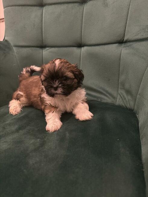 Szczeniaczek shih tzu
