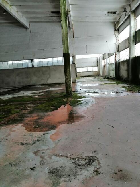 Hala przemysłowa od Syndyka - Głuchów