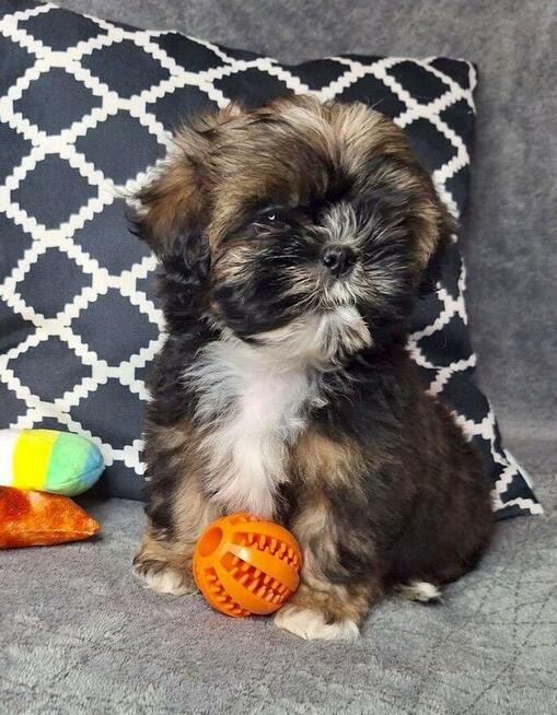 ShihTzu chłopczyk Gringo