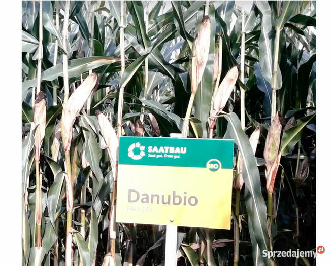 Nasiona kukurydzy Danubio FAO: 240-250 Opti Plus na ptaki