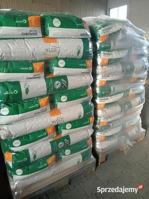 Nasiona kukurydzy Danubio FAO: 240-250 Opti Plus na ptaki
