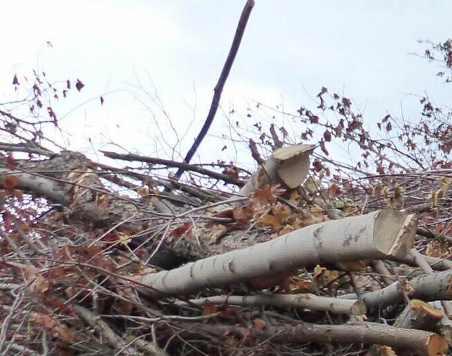 Gałezie, drewno oddam za darmo. Kraków