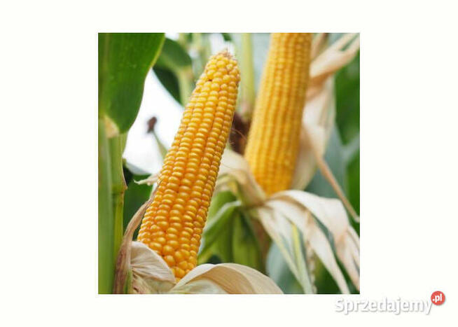 Nasiona kukurydzy Danubio FAO: 240-250 Opti Plus na ptaki