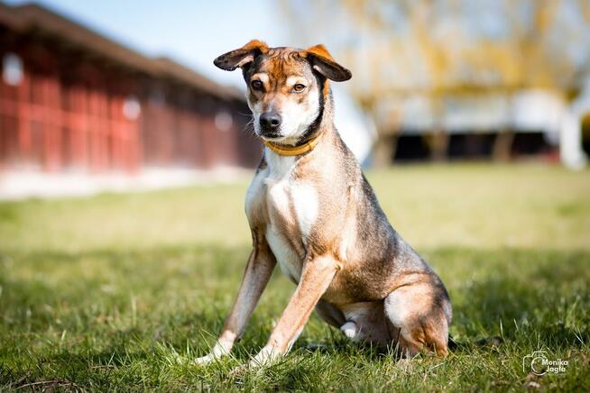 Radosny Placek szuka aktywnego domku!