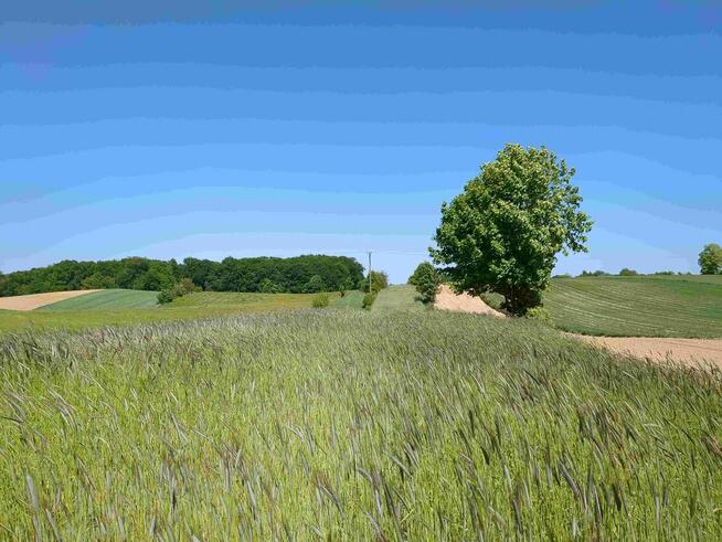 Nieruchomość gruntowa od syndyka - Węgliska