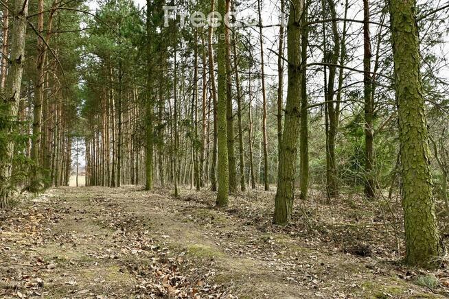 Dom z dużą działką, sadem i własnym lasem