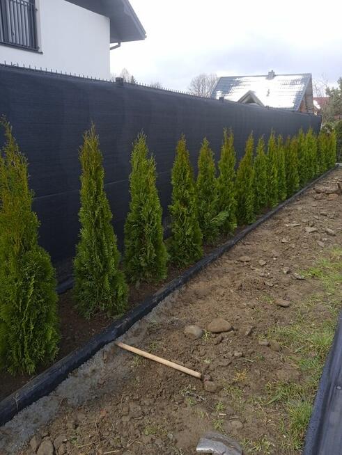 Tuja szmaragd kopana z gruntu