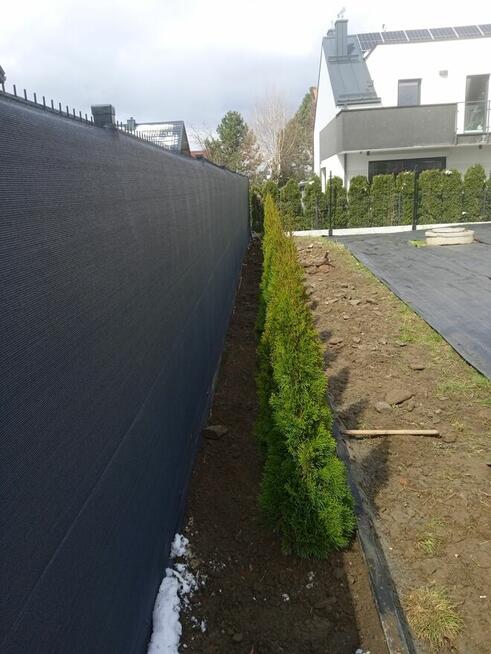 Tuja szmaragd kopana z gruntu