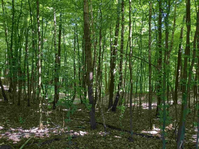 Nieruchomość gruntowa od syndyka - Węgliska