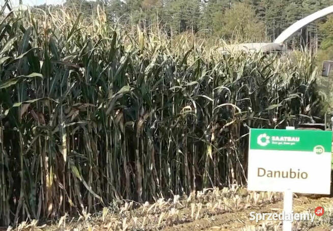 Nasiona kukurydzy Danubio FAO: 240-250 Opti Plus na ptaki