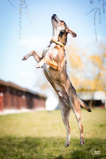 Radosny Placek szuka aktywnego domku!