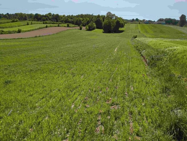 Nieruchomość gruntowa od syndyka - Węgliska