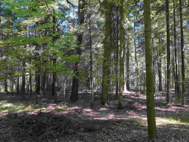 Nieruchomość gruntowa od syndyka - Węgliska