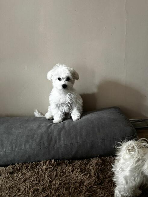 Maltańczyk 3 miesięczny o wspaniałej urodzie ♡