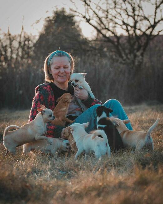 CHIHUAHUA PIESEK i SUCZKA - rodowód FCI, W-wa