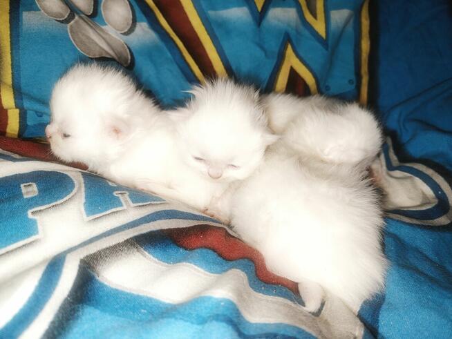 Do rezerwacji kotki perskie