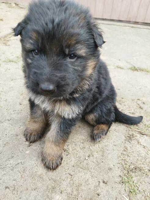 Pieski owczarki niemieckie