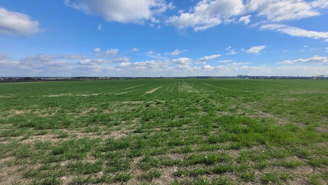 Sprzedaż 1,58 ha - budownictwo mieszkaniowe Opole