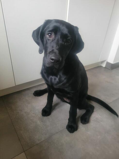 5 miesięczny labrador z rodowodem