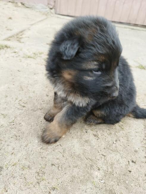 Pieski owczarki niemieckie