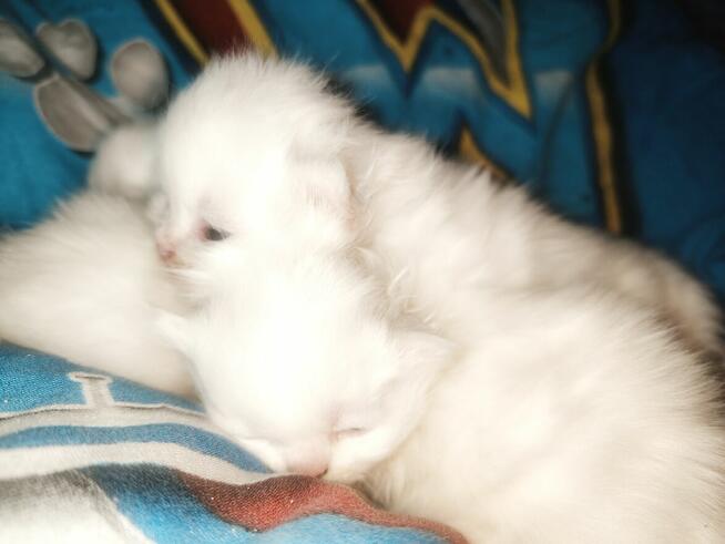 Do rezerwacji kotki perskie