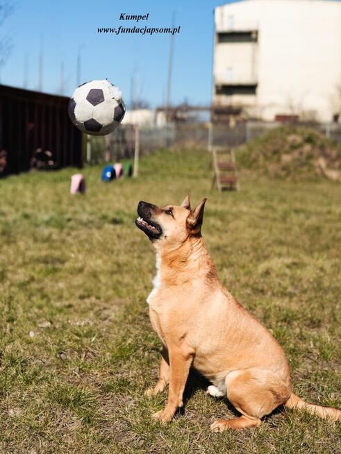 Kumpel- Czeka na swój wymarzony dom!