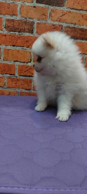 Pomeranian szpic miniahurowy dziewczynka