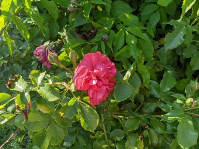 Ogródek działkowy ROD Jelcz 300 m2 + drzewa, kwiaty WROCŁAW