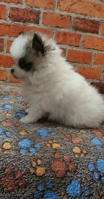 Pomeranian szpic miniaturowy chlopiec