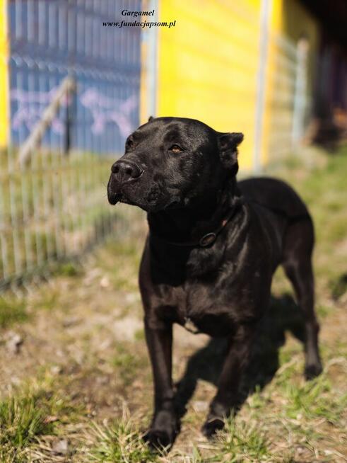 Gargamel - piesek w typie cane corso