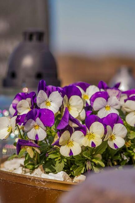 Sprzątanie grobów Zachodniopomorskie