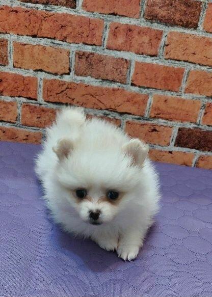 Pomeranian szpic miniahurowy dziewczynka