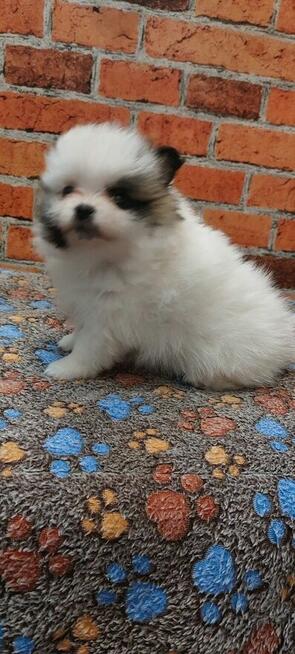 Pomeranian szpic miniaturowy chlopiec