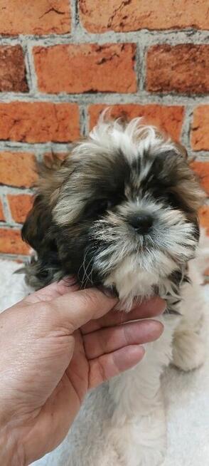 Dziewczynka Shih-tzu do odbioru