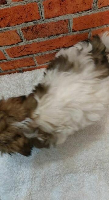 Dziewczynka Shih-tzu do odbioru