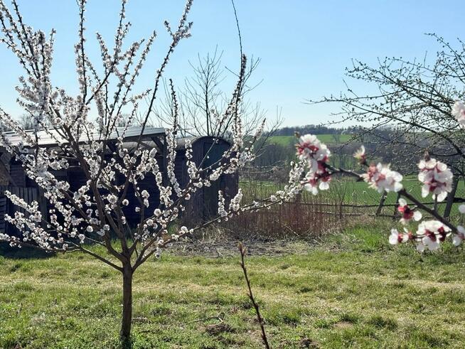 Działka siedliskowa 4344 m2, wydane WZ - Brochocin