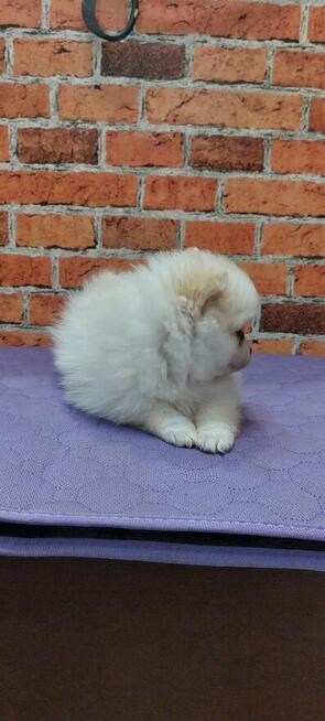 Pomeranian szpic miniahurowy dziewczynka