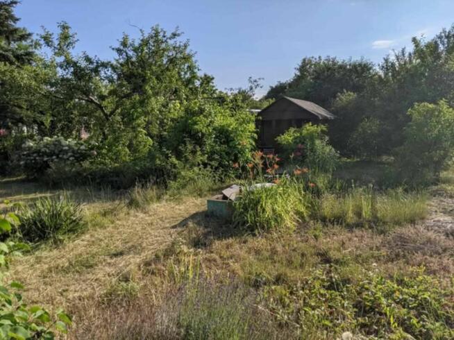 Ogródek działkowy ROD Jelcz 300 m2 + drzewa, kwiaty WROCŁAW