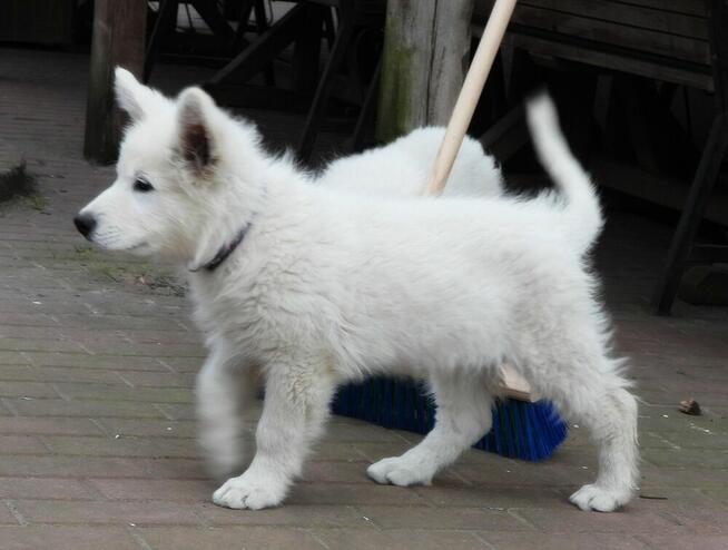 Biały Owczarek Szwajcarski