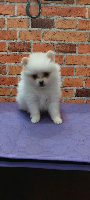 Pomeranian szpic miniahurowy dziewczynka