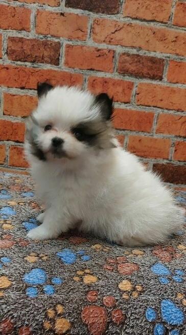 Pomeranian szpic miniaturowy chlopiec